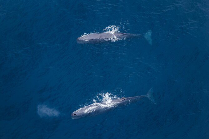Kaikoura: Whale Watching Flight - What Makes the Kaikoura Whale Watching Flight Special?
