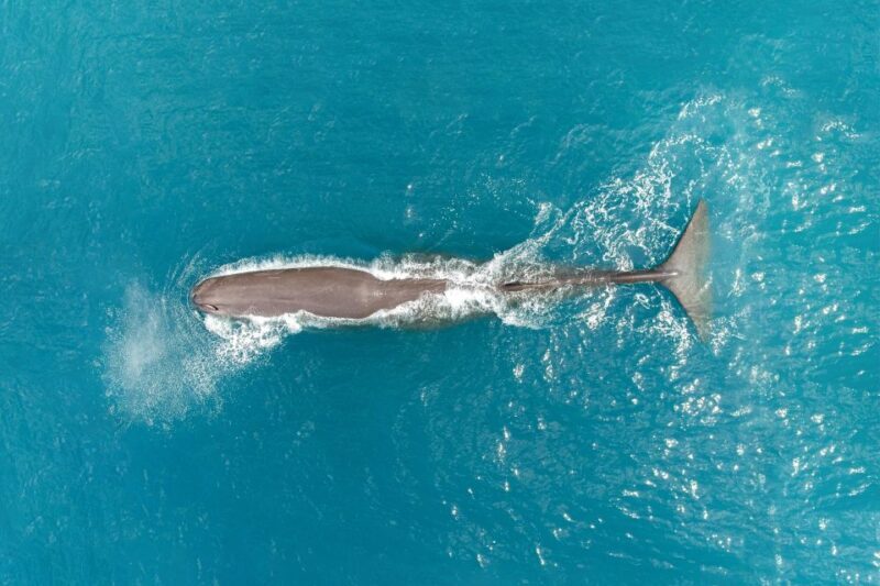 Kaikoura: Whale Watching Flight with Commentary - What Reviewers Say