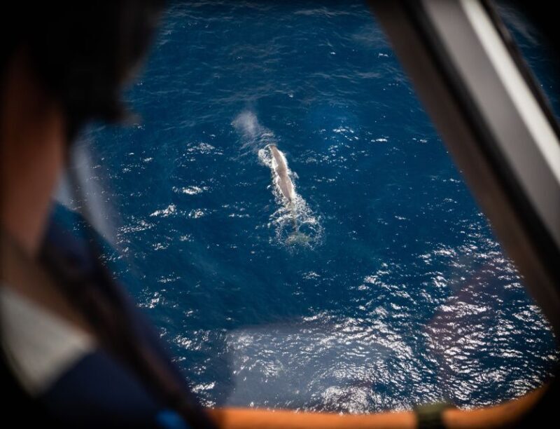 Kaikoura: Whale Watching Flight with Commentary - The Sum Up