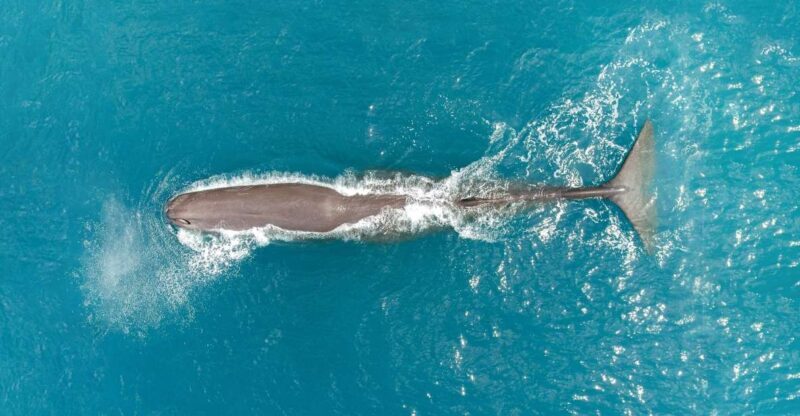 Kaikoura: Whale Watching Flight with Commentary - FAQ