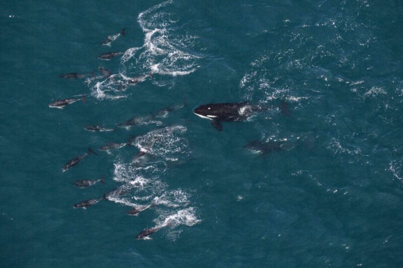 Kaikoura: Whale Watching Flight with Guided Commentary - Key Points