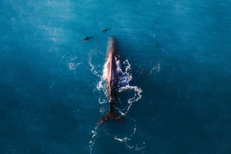Kaikoura: Whale Watching Flight with Guided Commentary - The Experience in Detail