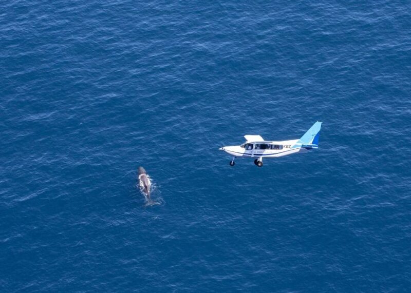 Kaikoura: Whale Watching Flight with Guided Commentary - Authentic Experiences and Feedback