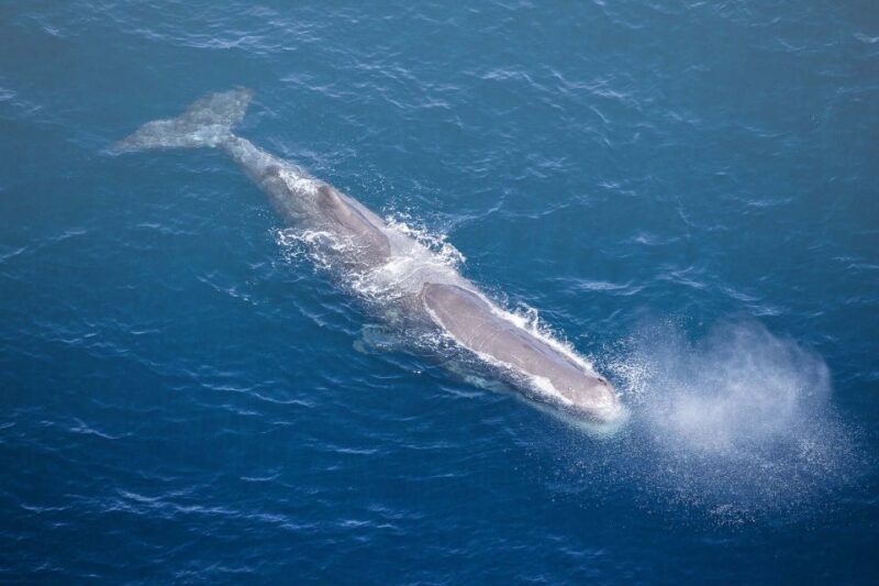 Kaikura: 45-Minute Whale Watching Helicopter Tour - Who Should Consider This Tour?