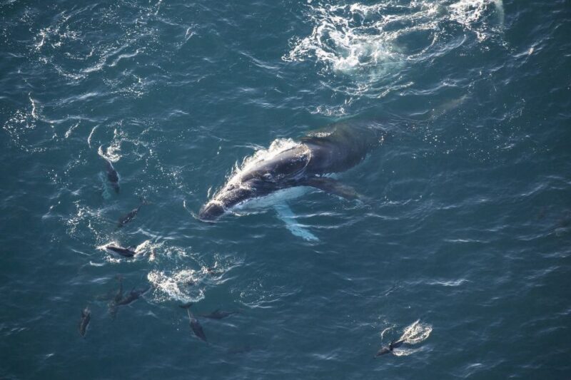 Kaikura: 45-Minute Whale Watching Helicopter Tour - Final Thoughts