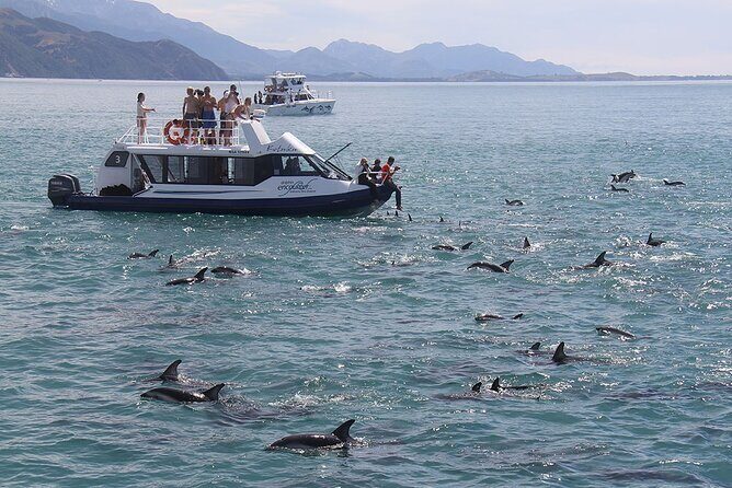 Kaikura Day Tour From Christchurch With Dolphin Encounter - Key Points