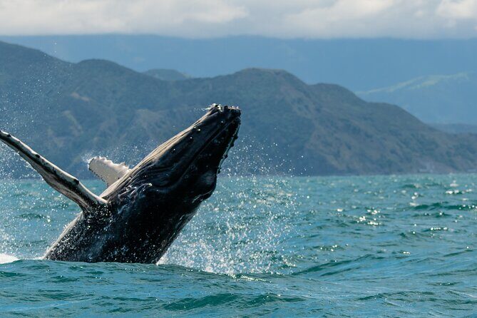 Kaikura Day Tour From Christchurch With Whale Watch - The Itinerary in Detail