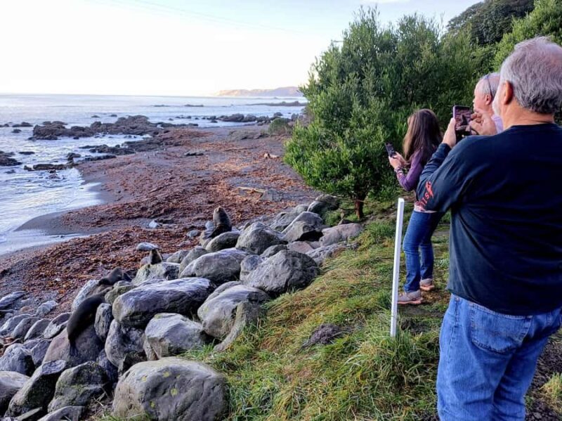 Kaikura: Small Group Tour- optional Whale, Dolphin, Zipline - An In-Depth Look at the Kaikoura Small Group Tour