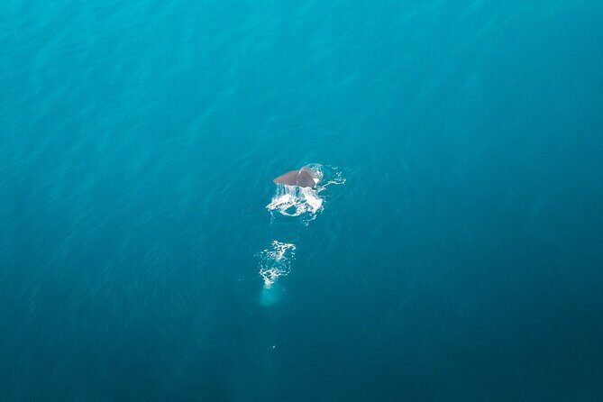 Kaikura Whale Watching Scenic Flight (40 Minutes) - Value and Practical Considerations