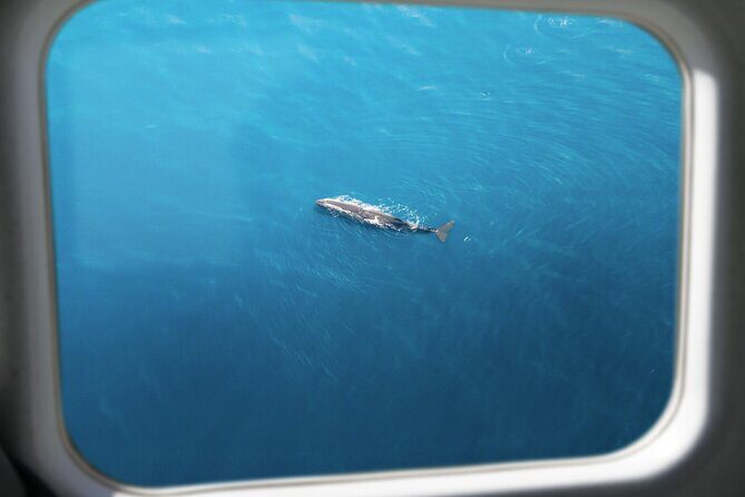 Kaikura Whale Watching Scenic Flight (40 Minutes) - Who Will Love This Experience?