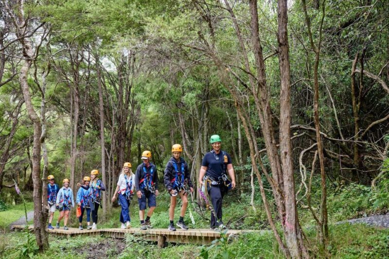 Kaikura: Zipline and Native Forest Adventure Trip - Key Points  