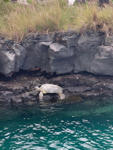 kailua-kona-captain-cook-reef-catamaran-day-trip-with-lunch