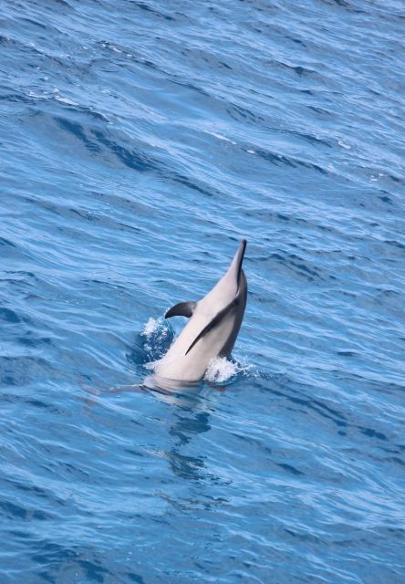 kailua-kona-captain-cook-reef-catamaran-day-trip-with-lunch