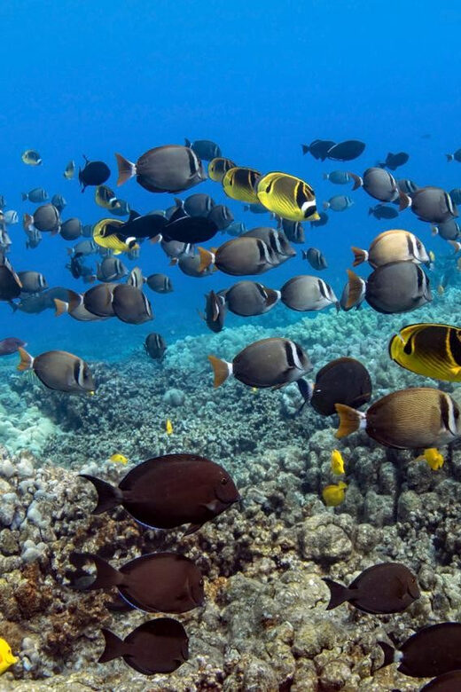 Kailua-Kona: Dolphin Watch & Double-Reef Snorkel Tour - Why this tour is worth considering