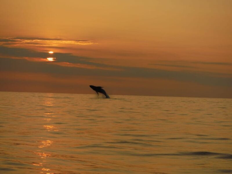 Kailua-Kona: Dolphin Watch & Double-Reef Snorkel Tour - The itinerary in detail
