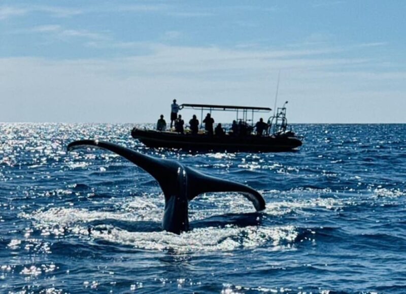 Kailua-Kona: Dolphin Watch & Double-Reef Snorkel Tour - The value of this tour