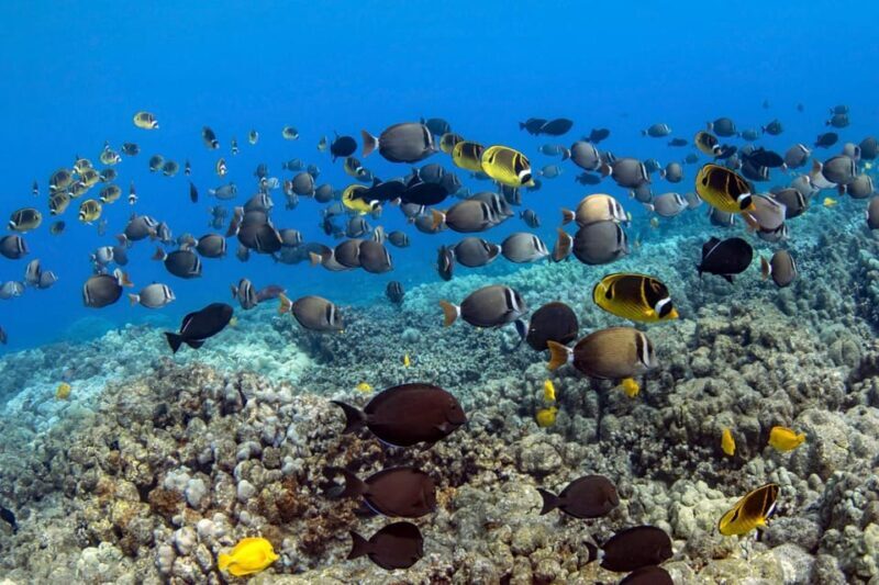 Kailua-Kona: Dolphin Watch & Double-Reef Snorkel Tour - FAQ