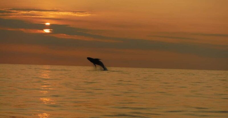 kailua-kona-dolphin-watch-double-reef-snorkel-tour