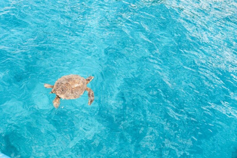 kailua-kona-dolphin-watch-speedboat-snorkel-cruise-and-bbq