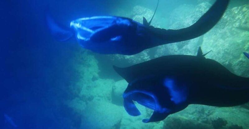 Kailua-Kona: Manta Ray Spotting Night Snorkeling Tour - Why the Power of Light Matters