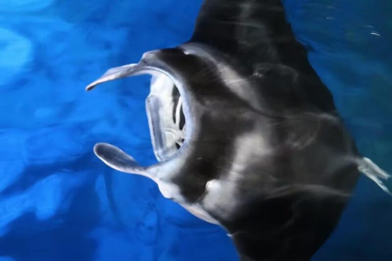 Kailua-Kona: Manta Ray Spotting Night Snorkeling Tour - Expert Guides and Personal Safety
