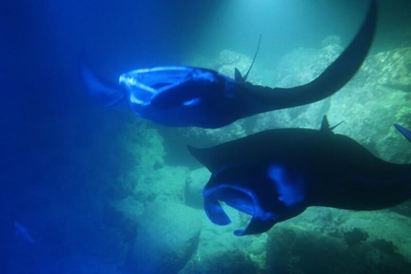 Kailua-Kona: Manta Ray Spotting Night Snorkeling Tour - The Value of the Experience and Cost