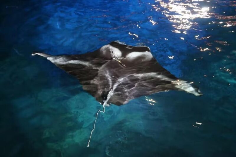 Kailua-Kona: Manta Ray Spotting Night Snorkeling Tour - Who Should Consider This Tour?