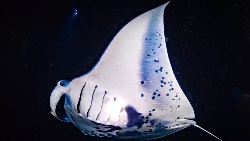 kailua-kona-manta-ray-watching-nighttime-boat-trip