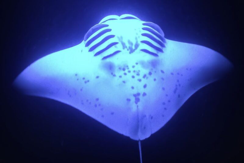 kailua-kona-night-manta-ray-adventure-on-the-big-island