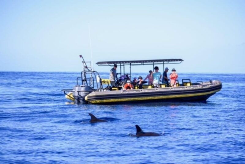 kailua-kona-pacific-humpback-whale-watch-excursion