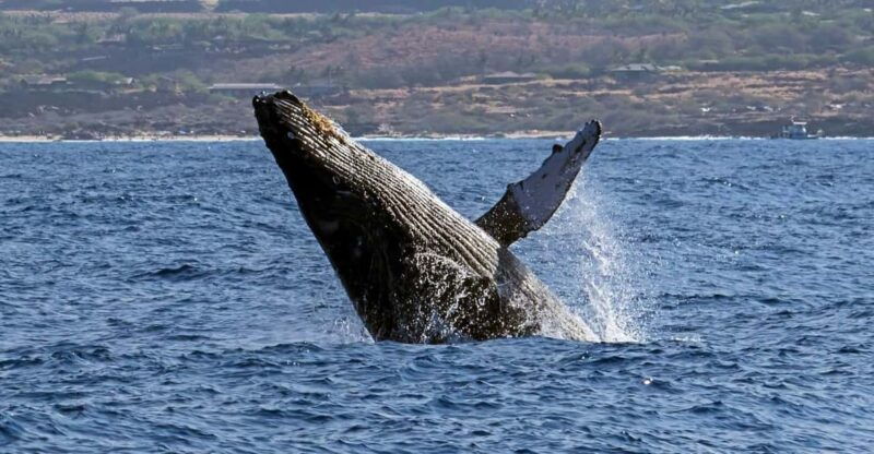 kailua-kona-pacific-humpback-whale-watch-excursion
