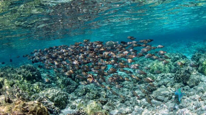 kailua-kona-private-marine-charter-adventure
