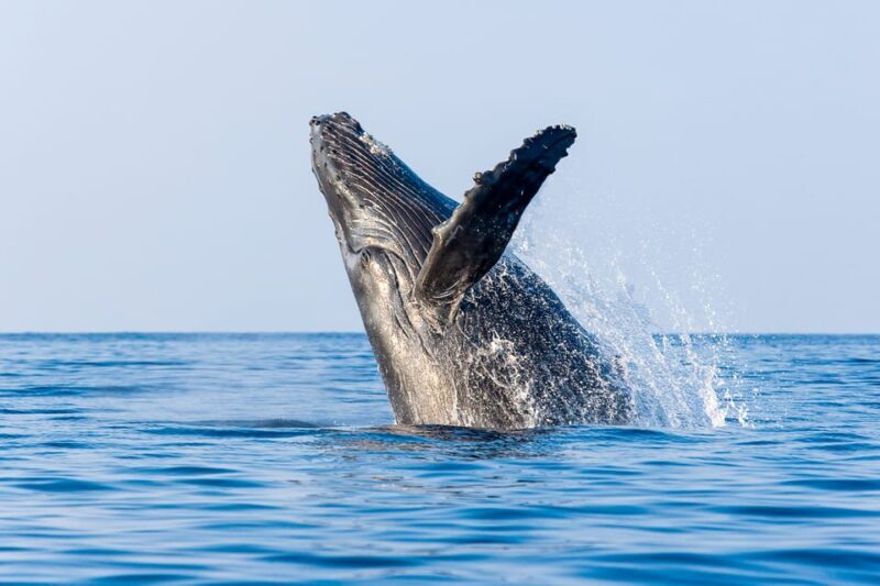 Kailua-Kona: Whale Watching Cruise on the Big Island - Key Points