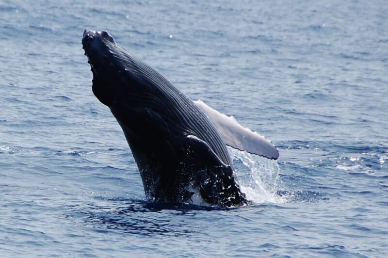 Kailua-Kona: Whale Watching Cruise on the Big Island - Why Consider This Tour?