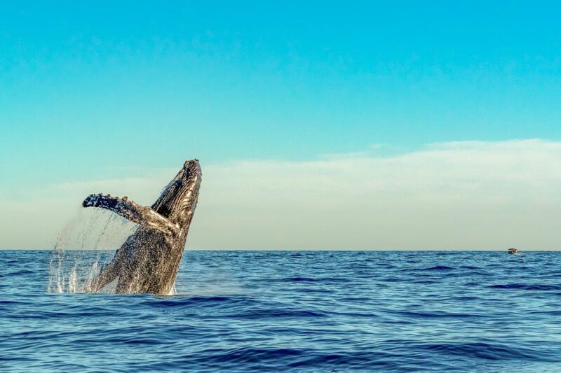 Kailua-Kona: Whale Watching Cruise on the Big Island - The Guides & Crew