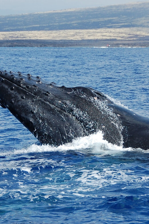 Kailua-Kona: Whale Watching Cruise on the Big Island - The Value and Cost