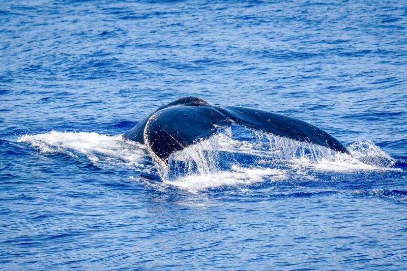 Kailua-Kona: Whale Watching Cruise on the Big Island - Final Thoughts