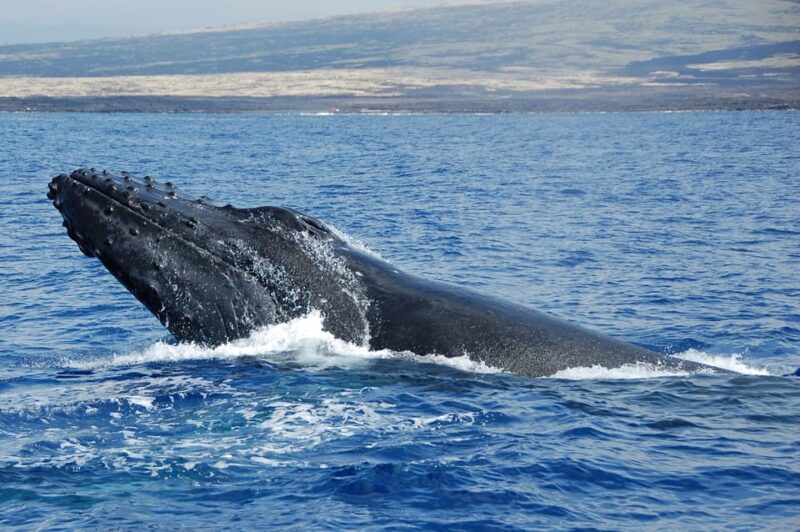 Kailua-Kona: Whale Watching Cruise on the Big Island - FAQs