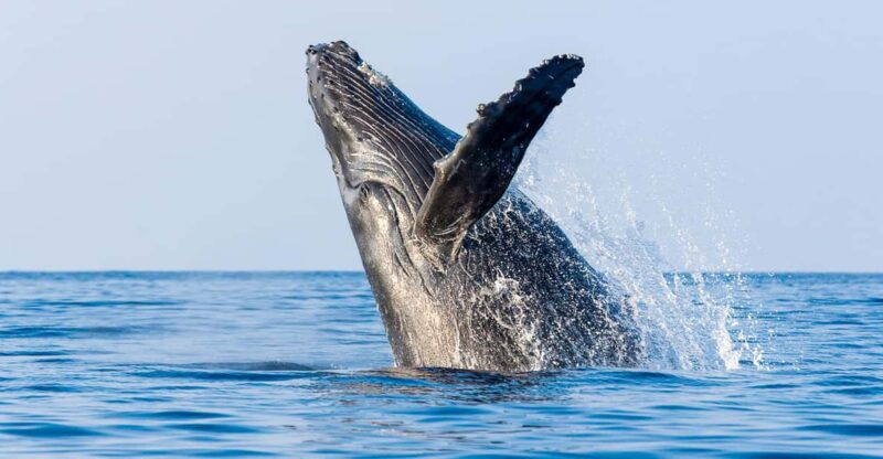 kailua-kona-whale-watching-cruise-on-the-big-island