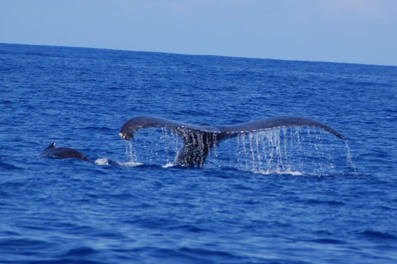 kailua-kona-whale-watching-cruise-on-the-big-island