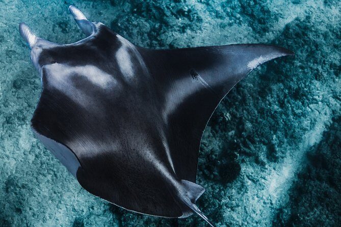 Kaimana Ocean Safari - What to Expect from the Kaimana Ocean Safari