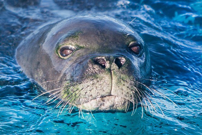 Kaimana Ocean Safari - Authentic Experiences from Reviewers