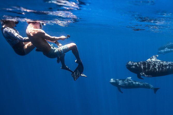 Kaimana Ocean Safari - Who Will Love This Tour?