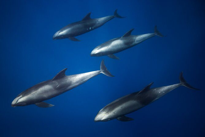 Kaimana Ocean Safari - Final Thoughts