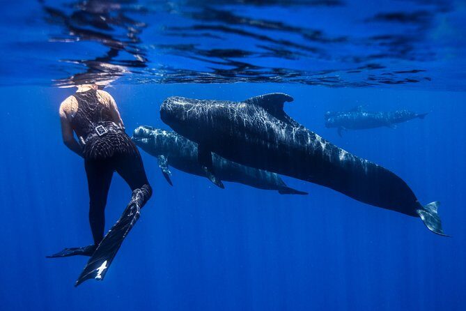Kaimana Ocean Safari - FAQ