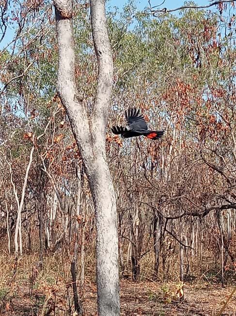 Kakadu VIP Backpackers - Why Choose This Tour?