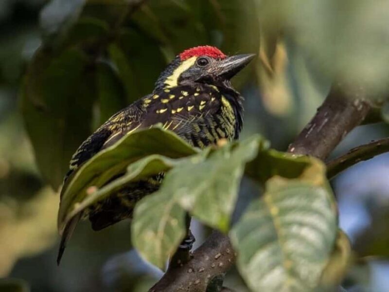 Kakamega Forest: 3 nights Bird Watching Safari from Nairobi - Discovering Kakamega Forest: A Natural Haven