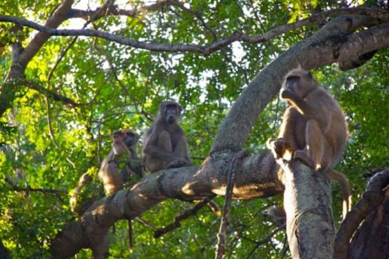 Kakamega Forest: 3 nights Bird Watching Safari from Nairobi - The Experience of Guided Bird Watching