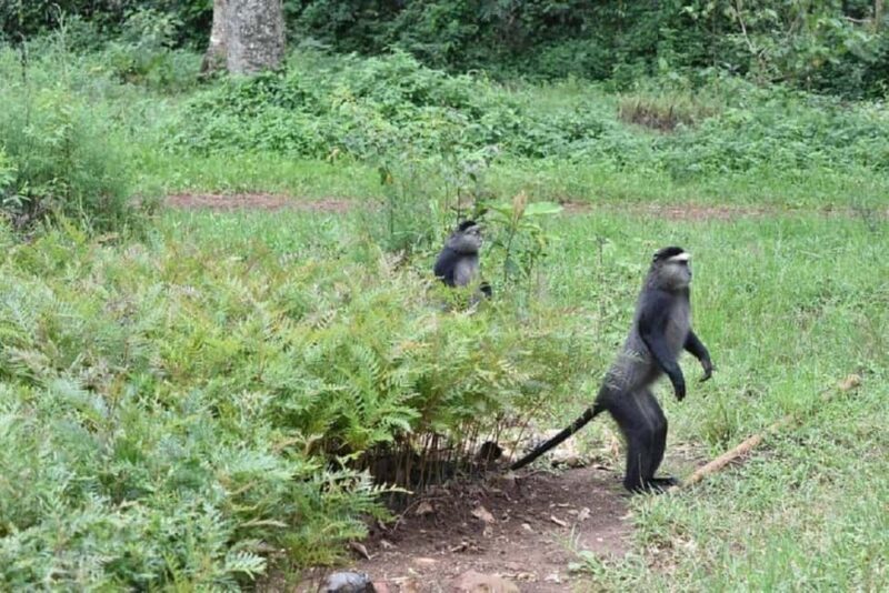 Kakamega Forest: 3 nights Bird Watching Safari from Nairobi - Accommodation and Meals