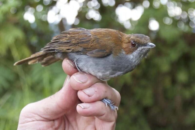 Kakamega Forest: Bird Watching Safari - Key Points
